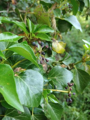 photo of Ivy