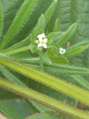 photo of Cleavers
