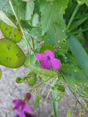 photo of Honesty