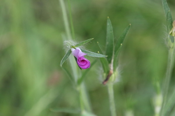 photo of Corncockle
