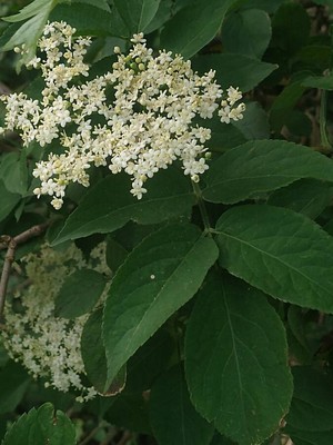 photo of Elder
