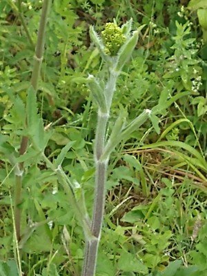 photo of Hogweed