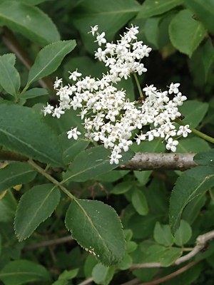 photo of Elder