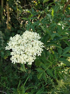 photo of Elder