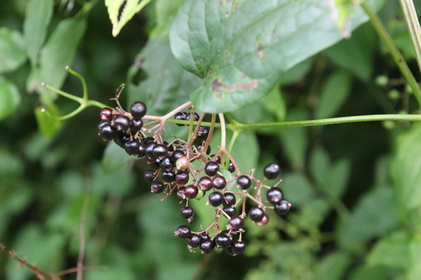 photo of Elder