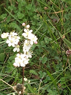 photo of Dropwort
