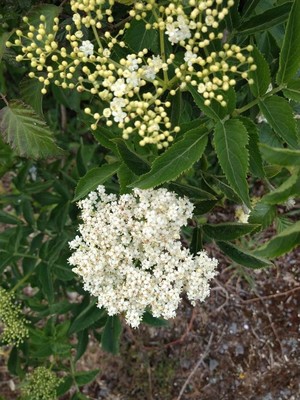 photo of Elder
