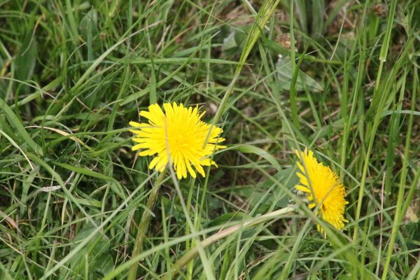 photo of Dandelion