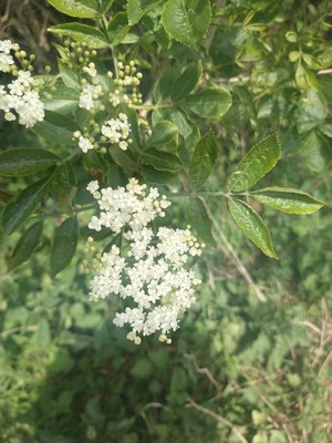 photo of Elder