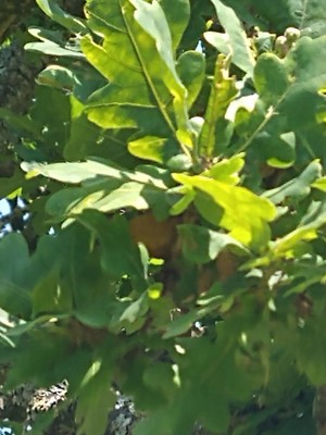 photo of Pedunculate Oak