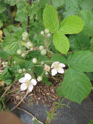 photo of Dewberry