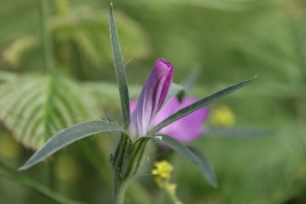 photo of Corncockle