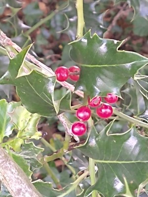 photo of Holly
