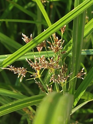 photo of Galingale